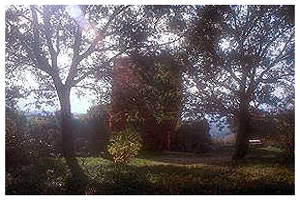 Torre Santa Maria - dal bosco -