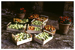 Torre Santa Maria - dal frutteto -